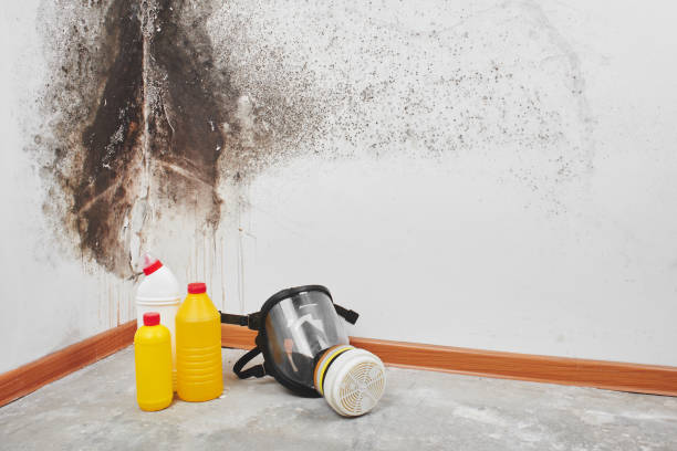 Best Mold Cleaning Services  in Negaunee, MI