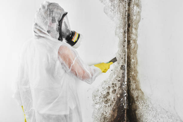 Best Professional Mold Removal  in Negaunee, MI