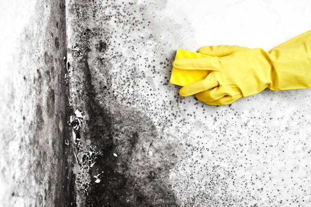 Mold Removal Process in Negaunee, MI