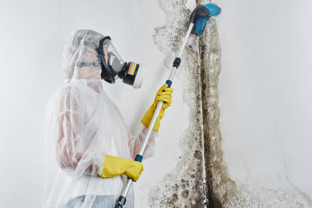 Best Black Mold Removal  in Negaunee, MI