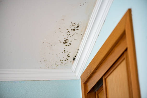 Best Local Mold Removal Service  in Negaunee, MI