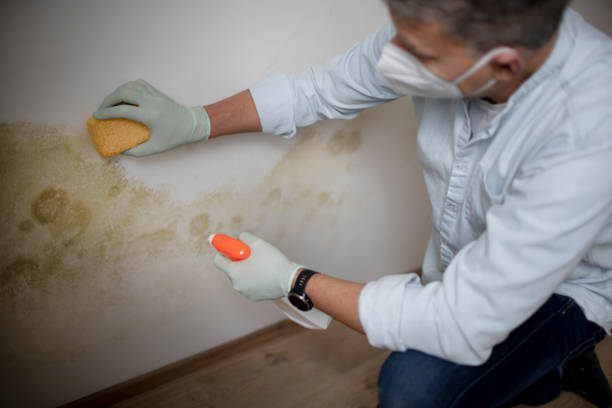 Best Mold Inspection  in Negaunee, MI
