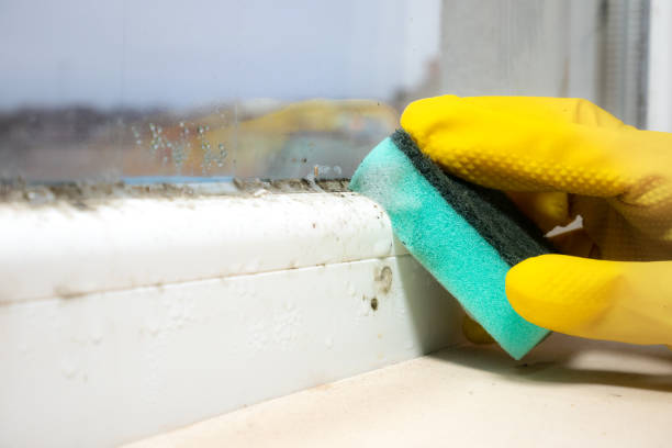 Best Home Mold Removal  in Negaunee, MI