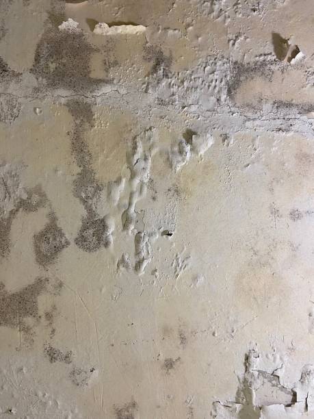 Best Crawl Space Mold Removal  in Negaunee, MI