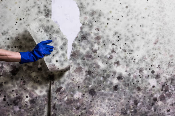 Best Emergency Mold Removal  in Negaunee, MI